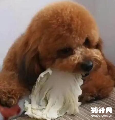 狗狗只愛吃蔬菜，肉肉都入不了它的眼，太好養了！