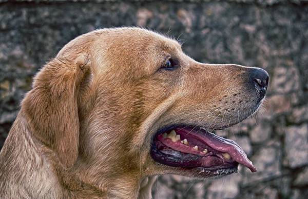 訓練拉布拉多犬的技巧