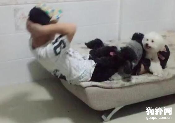 小狗狗們給主人當健身道具，結果集體逃跑，主人被摔慘了