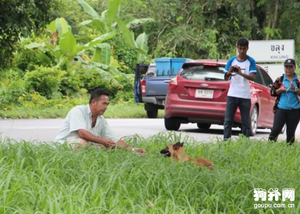 狗狗長期蹲守在路邊，癡等主人