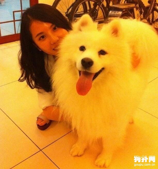 狗狗病愈大變樣，妹子驚呼不敢相信！發生了什么？