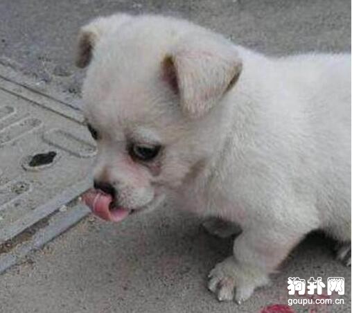 小奶狗剛滿月就沒了媽媽，網友不忍見它傻等，強行將其抱走