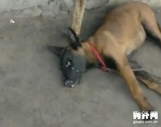 狗子躺地不起，臉上爬滿了蒼蠅，還以為它死了呢