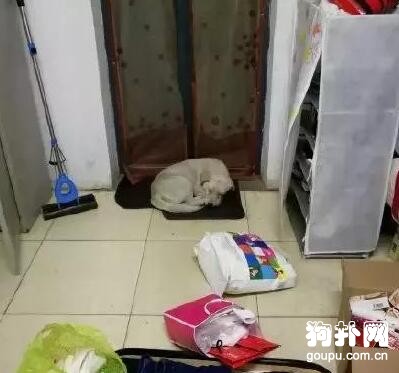 我做了一個動作，流浪狗秒懂，好聰明啊！