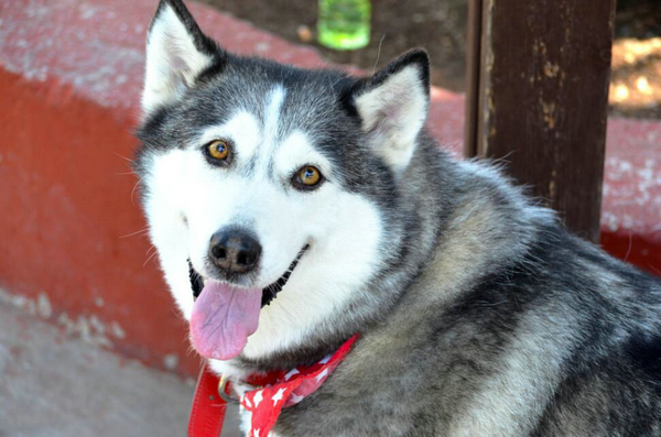 女生適合養的護衛犬