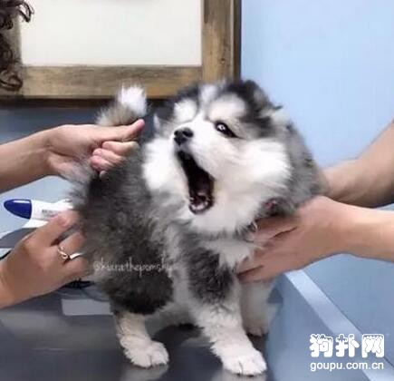 帶狗狗做檢查，它的表情真讓人尷尬