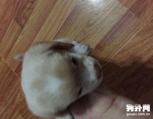 小狗被嚴重勒傷，深可見骨，救回來后老做噩夢