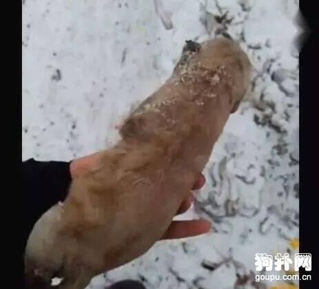 雪地里撿到只小奶狗，已被活活凍成冰雕，看一次哭一次！