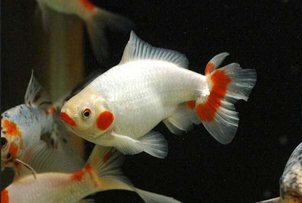 金魚是怎么呼吸的