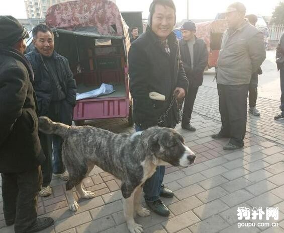 狗市洋犬動輒上萬元，土狗幾塊錢都沒人要，說啥好！