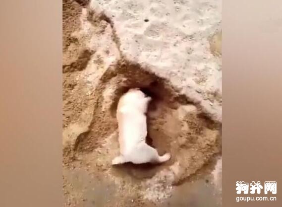 狗狗海邊挖沙洞被埋，主人卻在一旁笑得直不起腰