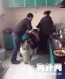 大狗狗賴在廚房不走，主人連拖帶拽推不動，吃成這樣也是服了