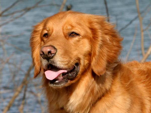 狗狗懷孕四十天癥狀