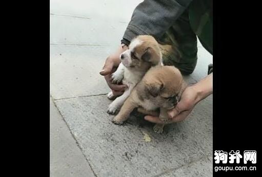 一對土狗打包出售，僅賣15元，主人不肯單賣