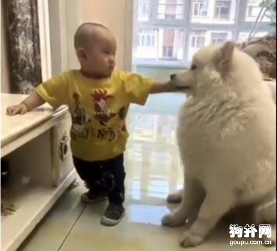 發現狗狗不吃飯的真相，主人無語了