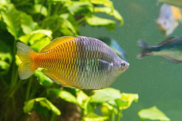 魚是動物嗎