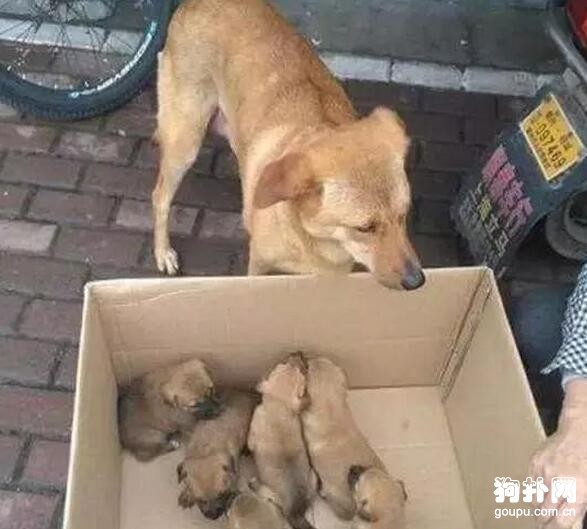 土狗一只不到百元都沒人要，心疼，更心酸！！