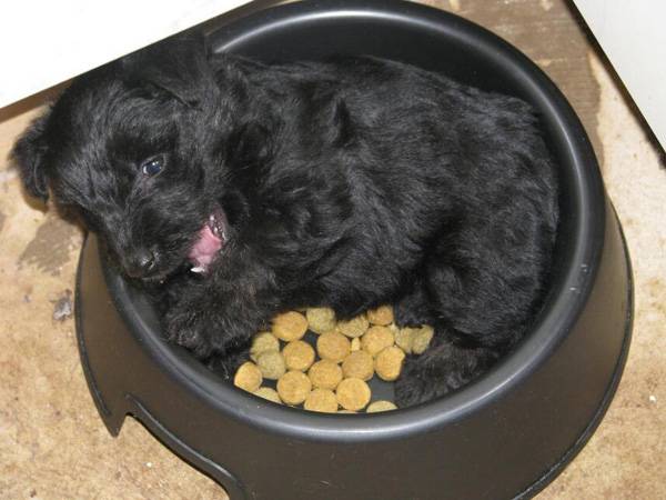 幼犬狗糧怎么泡