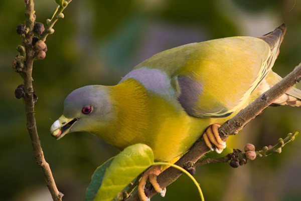 前十名鳴叫鳥