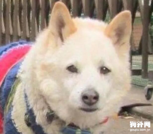 鏟屎官松掉狗繩才幾分鐘，狗子就演了一出苦情戲
