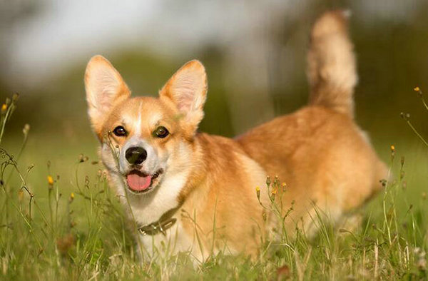 柯基犬掉毛嗎
