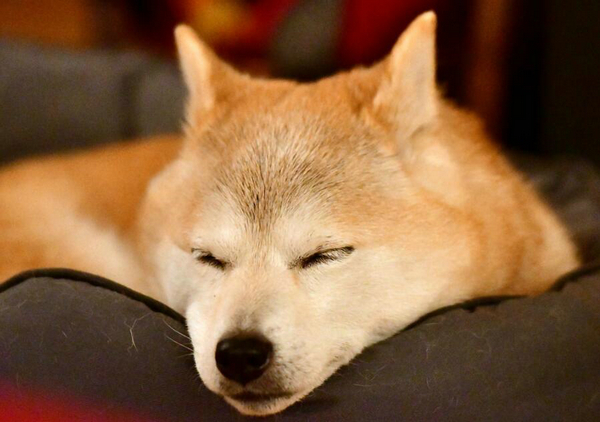柴犬屬于小型犬嗎