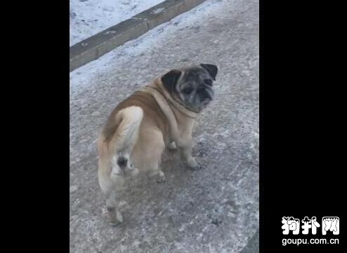 路邊結冰，狗狗凍得不敢小腳，好魔性的步伐