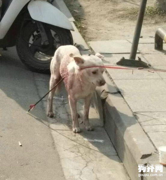 狗狗被亂箭穿身，太殘忍了