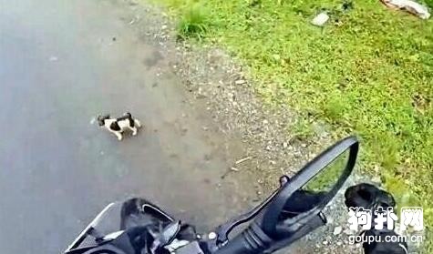 開車遭遇小狗碰瓷，吃飽喝足后這貨又開始演了