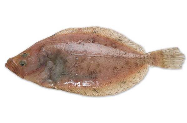什么魚沒有小刺