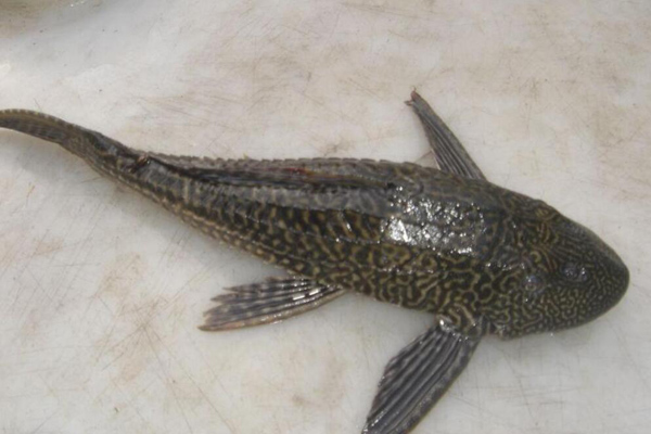 清道夫魚能吃嗎
