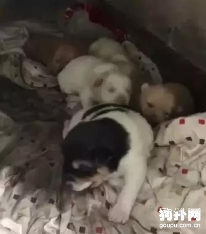 狗媽媽咬傷路人就逃跑了，留下一窩小奶狗，愁死人了！