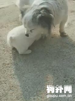 母狗看望自己被送養的孩子，小家伙一見面就要奶喝