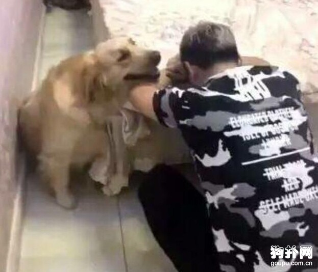 主人”失戀”，狗狗好心安慰卻被捉弄，心疼狗狗！
