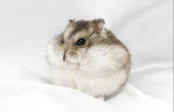 倉鼠不能吃什么