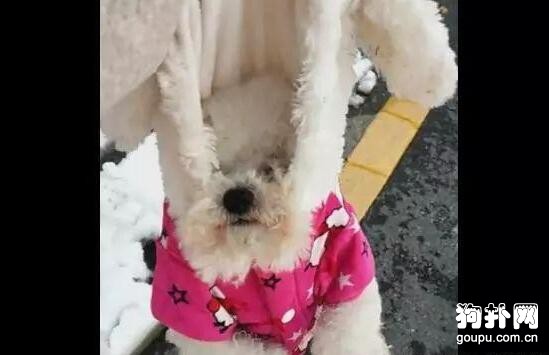 狗子玩雪玩瘋了，死活不肯回家，被主人強行拎走