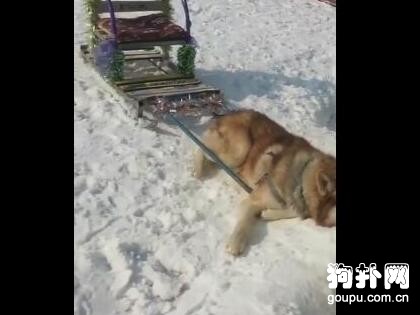 狗狗圣誕節拉客賺錢，累趴在雪地上，主人被罵了！
