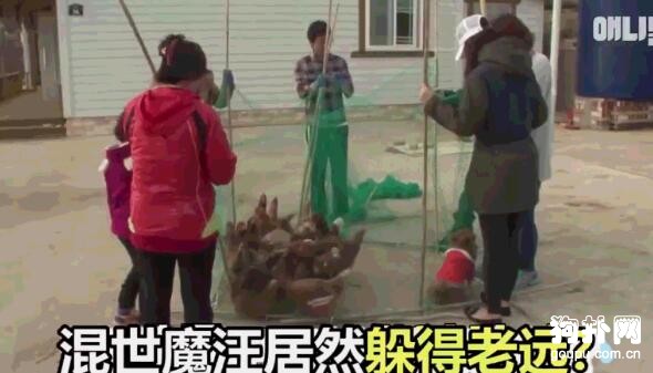 囂張的狗子被雞群圍住狠狠教訓了一頓，被啄得懷疑狗生