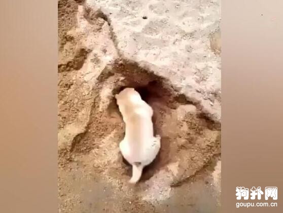 狗狗海邊挖沙洞被埋，主人卻在一旁笑得直不起腰