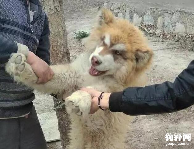 狗狗知道自己要被賣掉，不舍表情惹人落淚