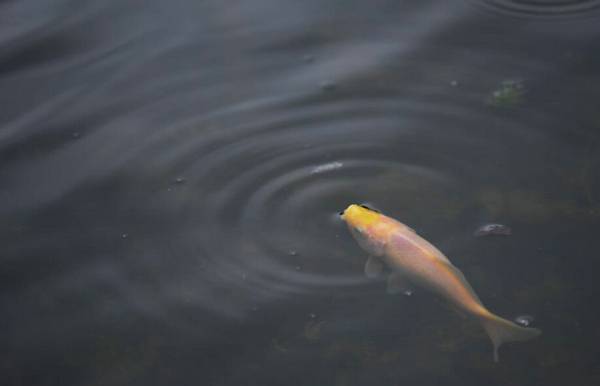 金魚死了怎么處理遺體