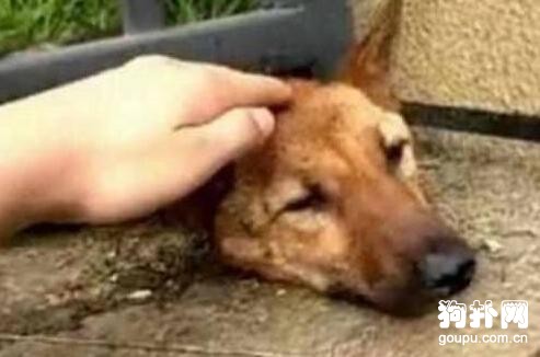 狗狗被卡住不能動彈，痛苦不已，好心人看到后氣哭了