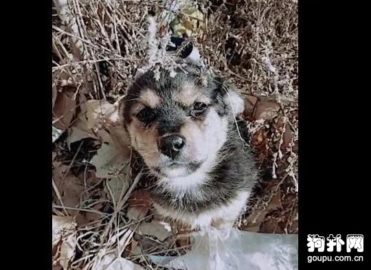 荒郊野外還能遇到流浪狗，這是存心要餓死它嗎
