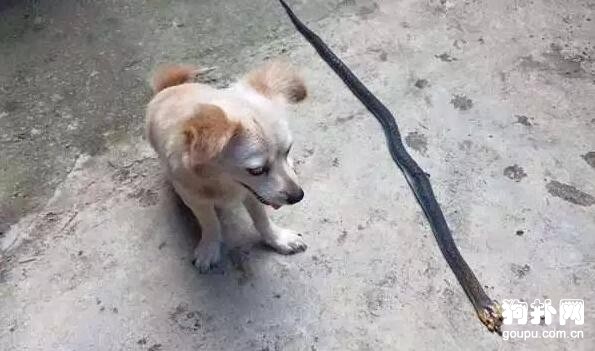 狗狗被眼鏡蛇咬傷，在生命的最后一刻也要給主人燦爛的微笑