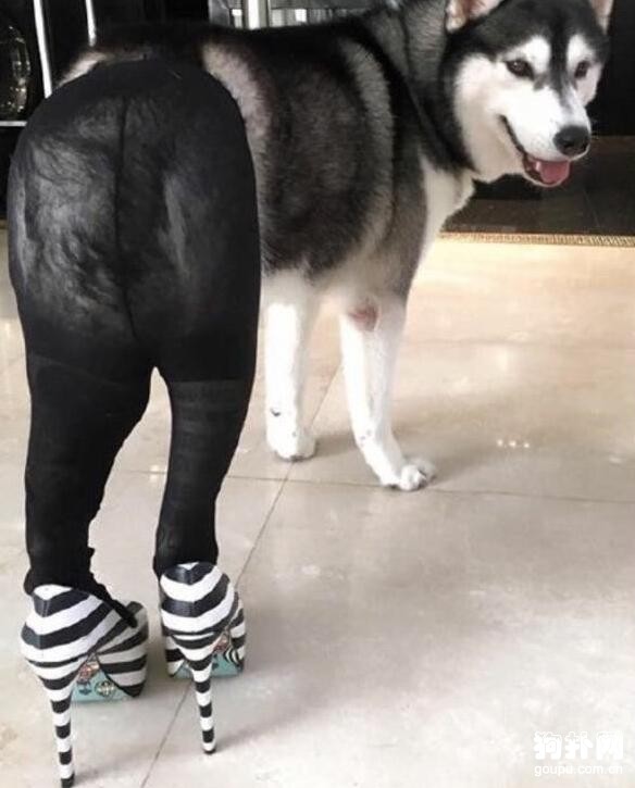 狗狗穿上黑絲秀大長腿，這畫面看得我老臉一紅