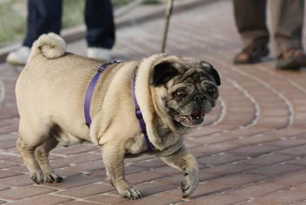 巴哥犬怎么訓練