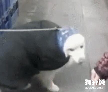 大白狗被迫穿上大棉襖，委屈得快哭了