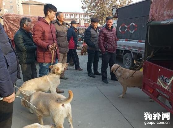 狗市洋犬動輒上萬元，土狗幾塊錢都沒人要，說啥好！