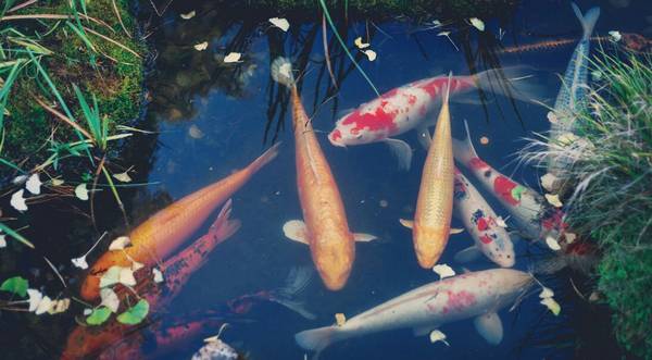 錦鯉魚鰭上有白疙瘩