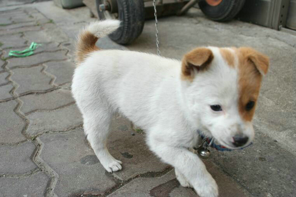 狗狗老是咳嗽卡卡要吐咳嗽怎么辦